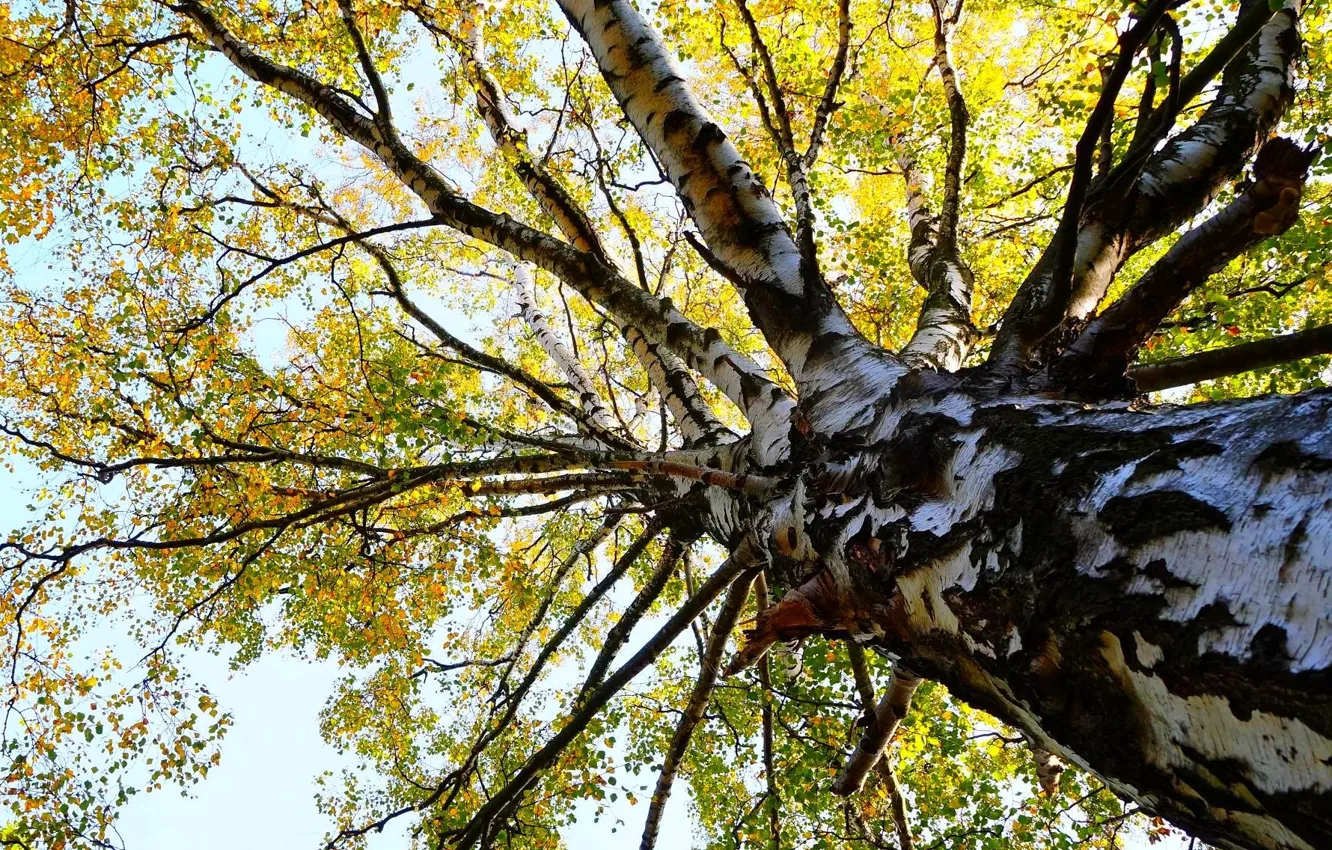 Фото обои forest, tree, twig