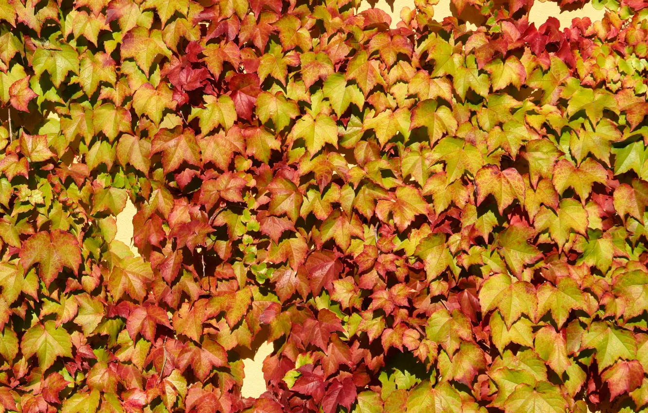 Фото обои wall, vine, leaf colors