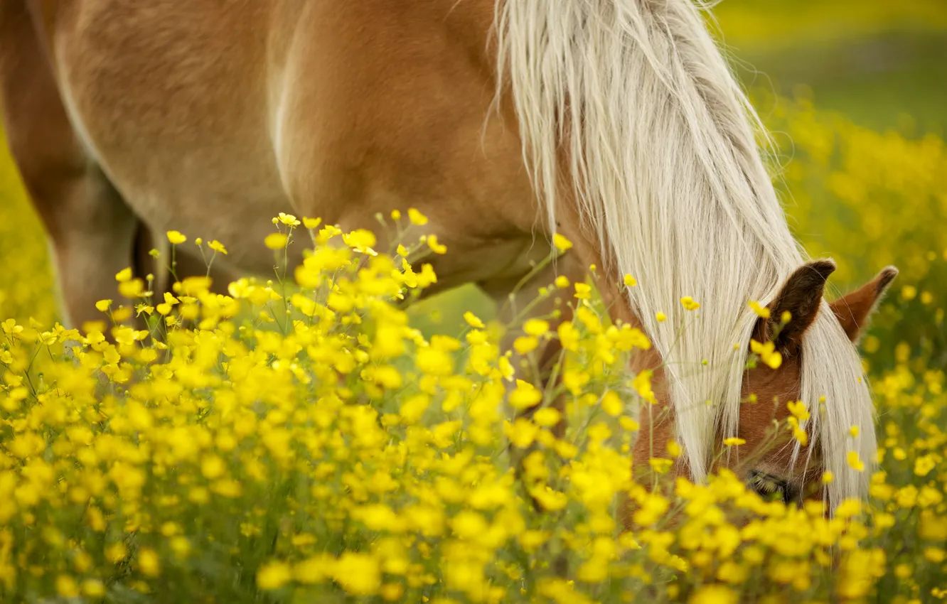 Фото обои зелень, поле, животные, солнце, цветы, желтый, фон, конь