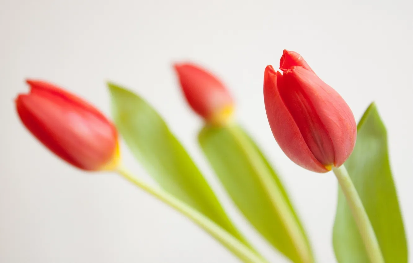 Фото обои цветы, фон, тюльпаны