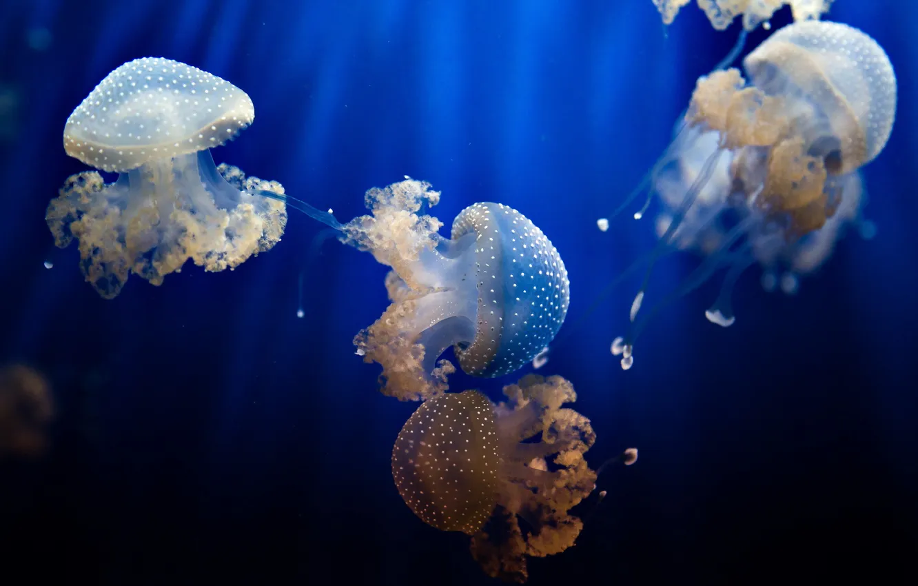 Фото обои вода, природа, медузы