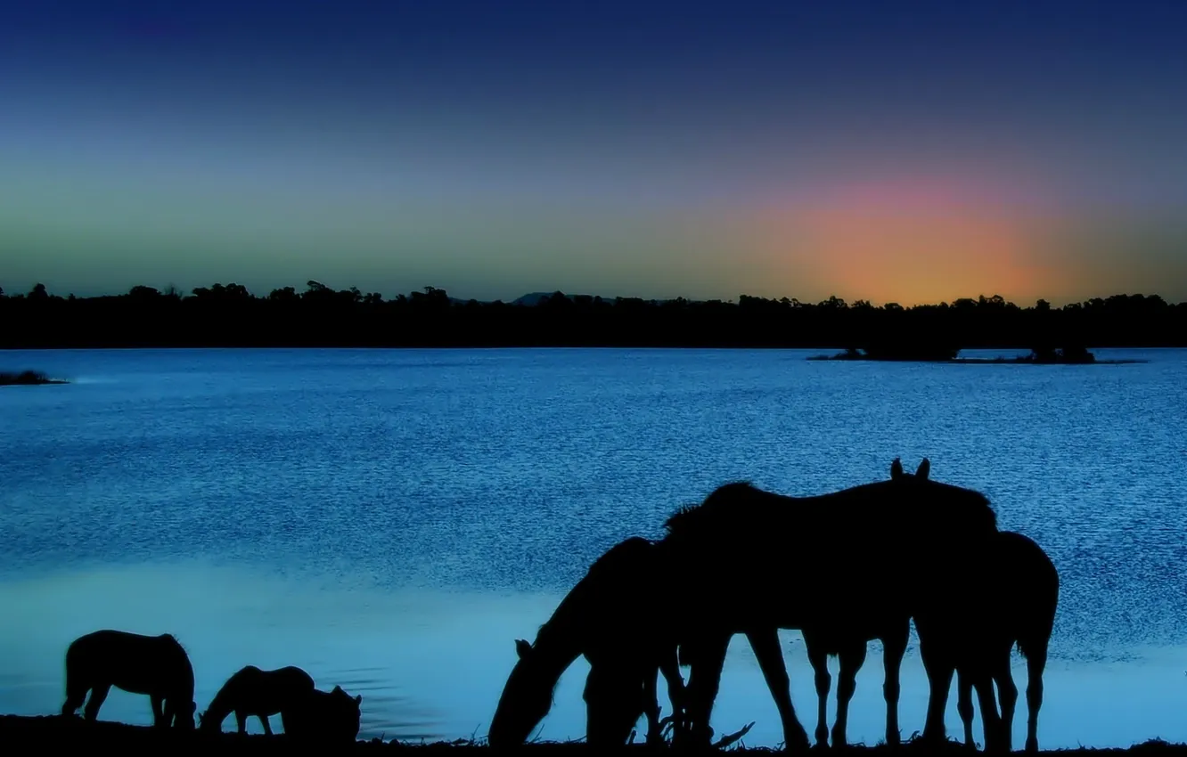 Фото обои животные, небо, ночь, лошади, силуэты