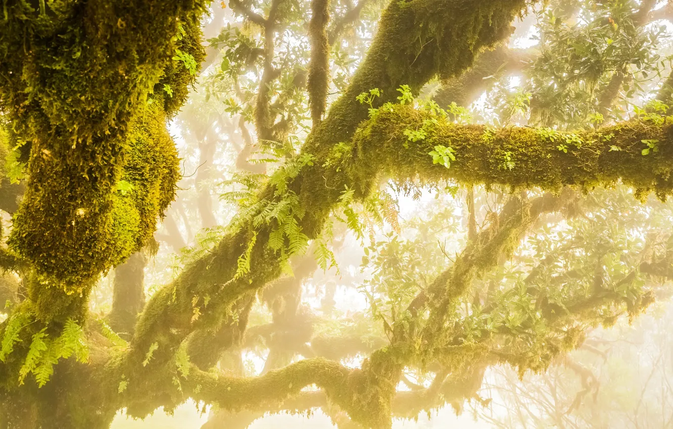 Фото обои зелень, листья, туман, мох, ветка, Дерево, ствол