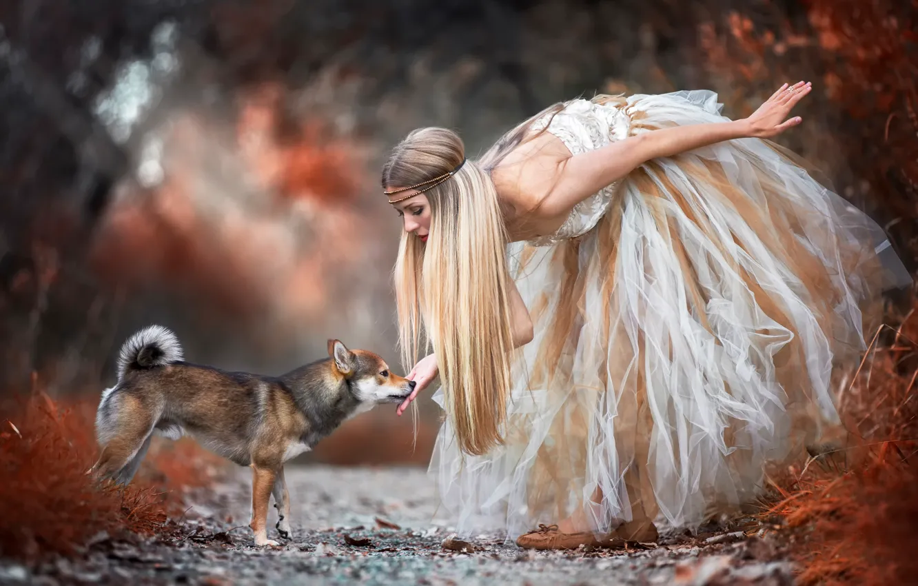 Фото обои лес, девушка, собака, платье, Shiba Inu, Encounter with the wood fairy