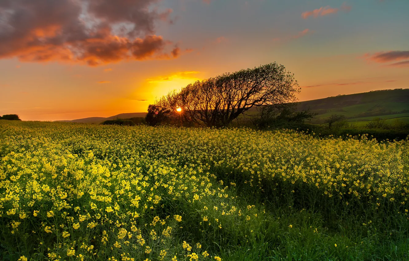 Фото обои поле, деревья, закат, Англия, England, рапс, Dorset, Дорсет