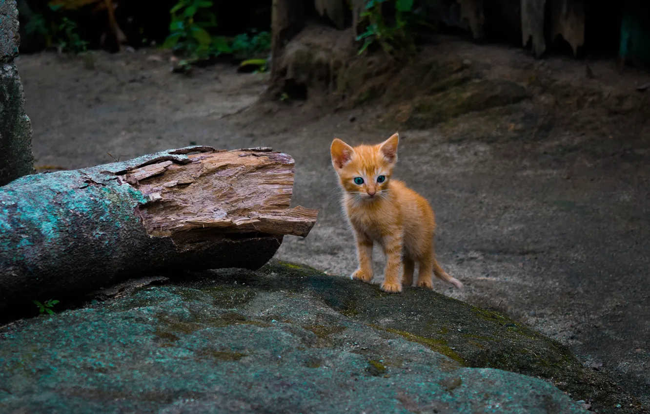 Фото обои лес, кошка, природа, котенок, рыжий, бревно, холмик