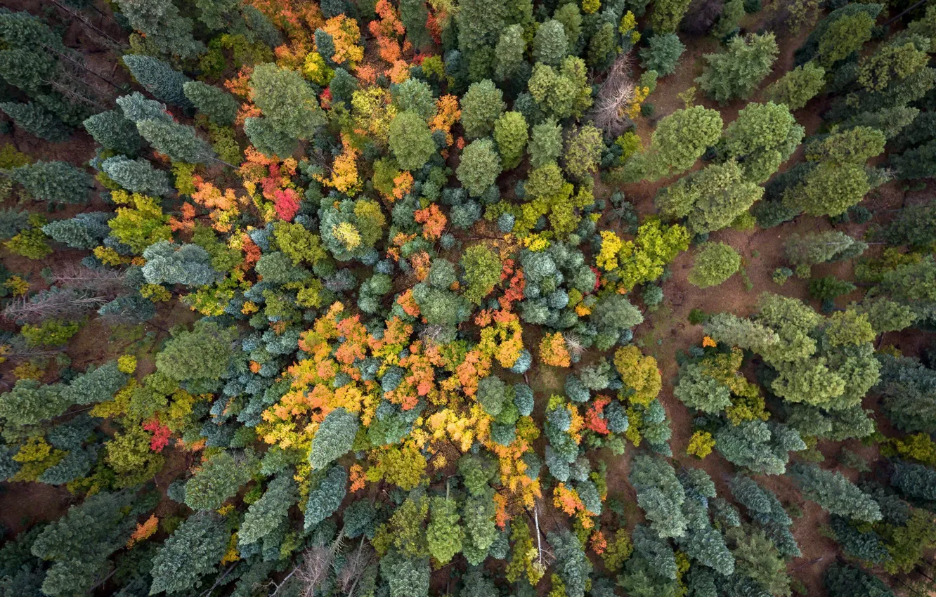 Фото обои природа, лес, деревья