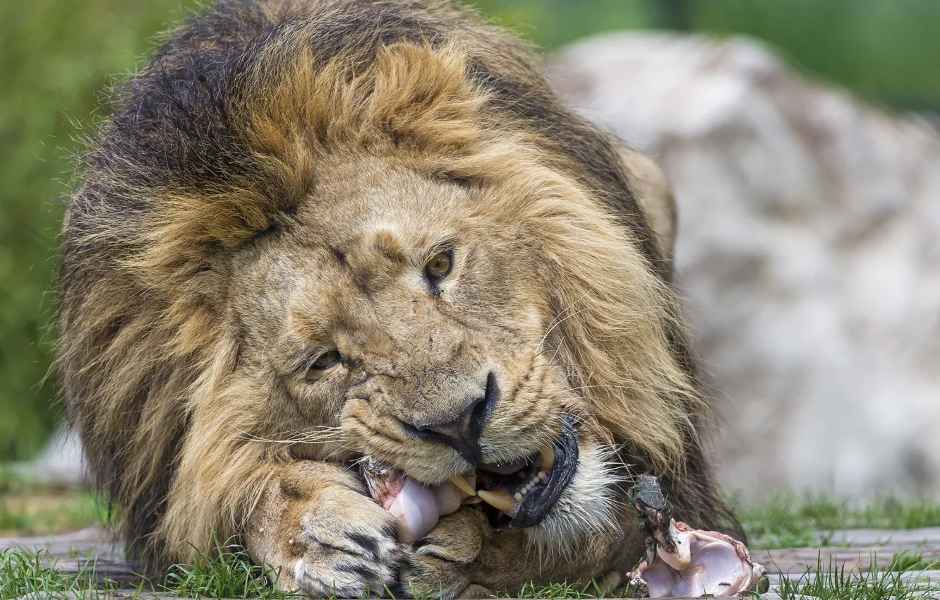 Фото обои кошка, лев, грива, кость, ©Tambako The Jaguar