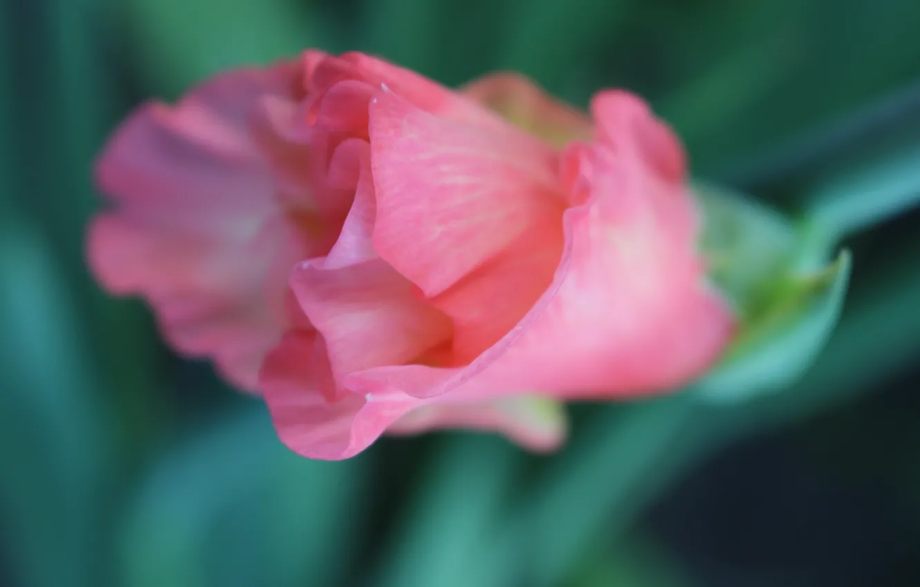 Фото обои макро, розовые, гладиолус