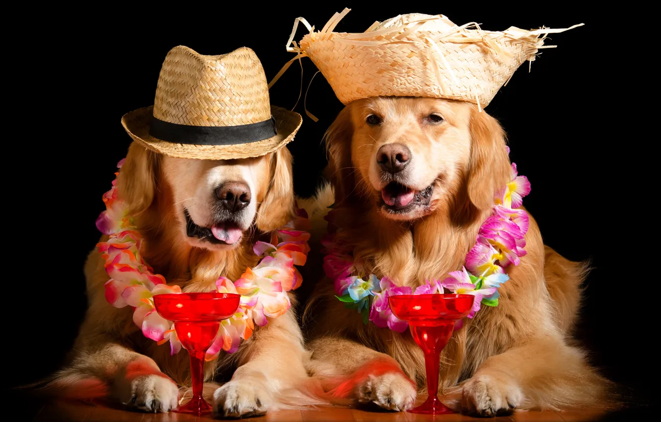 Фото обои морда, цветы, вино, отдых, бокал, собака, шляпа, образ