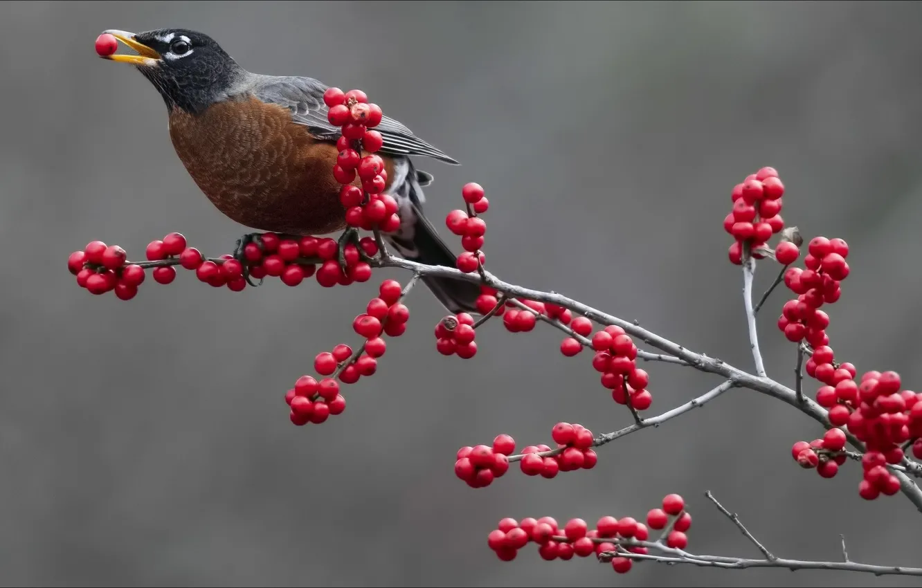 Фото обои ягоды, птица, nature, bird, food, berries, еда в клюве