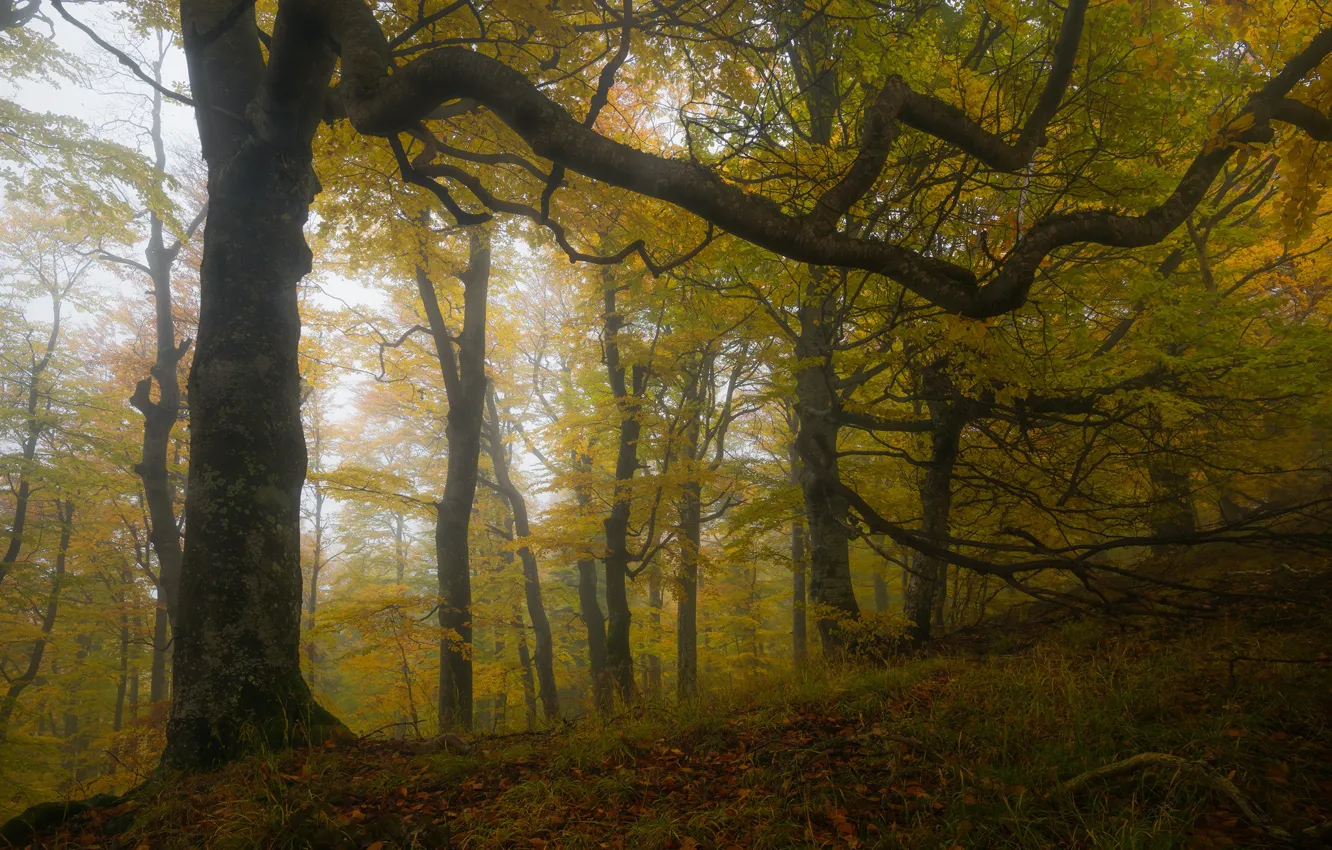 Фото обои осень, лес, трава, деревья, ветки, природа, туман, листва