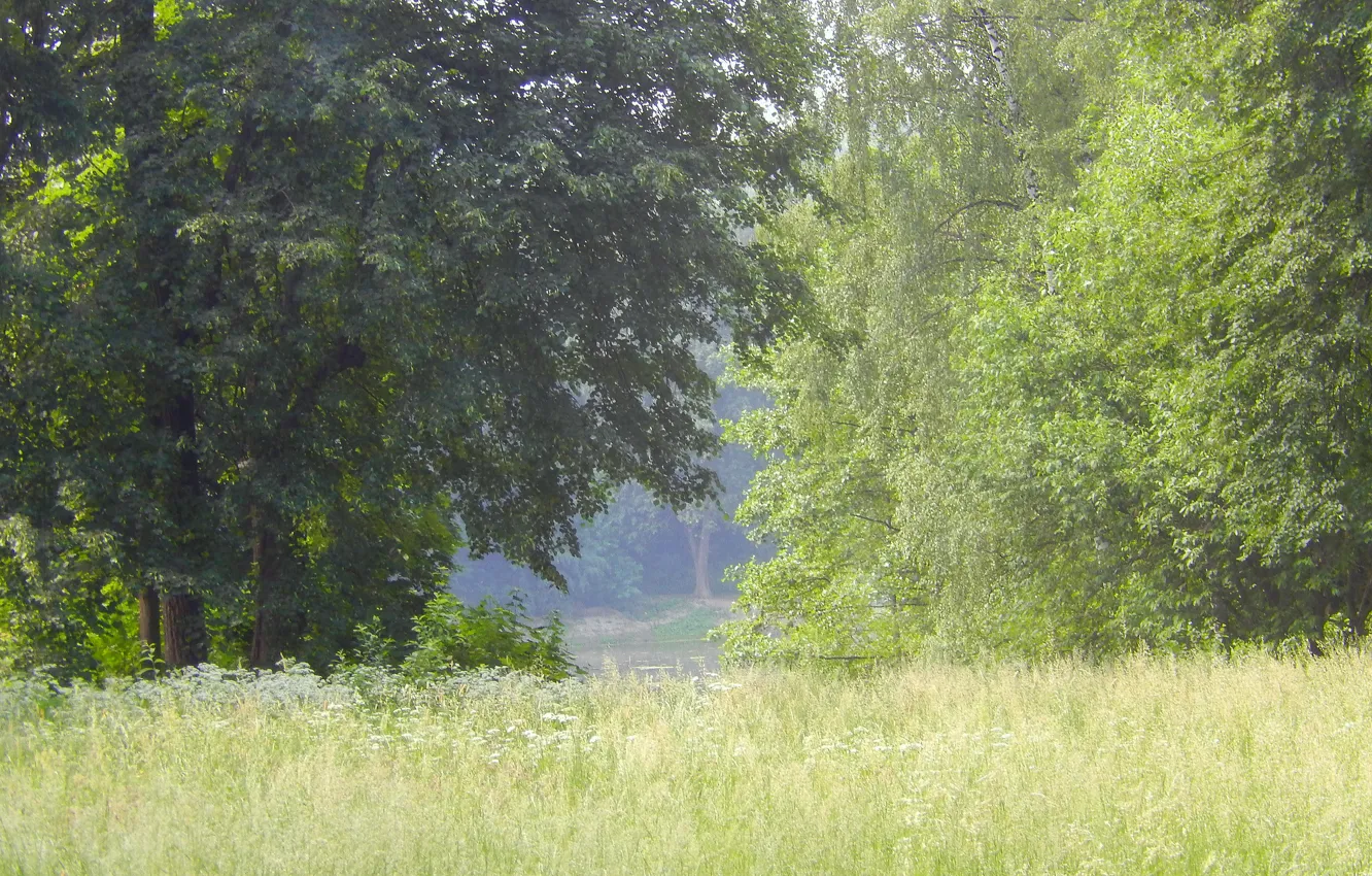 Фото обои трава, деревья, пейзаж, widescreen, обои, wallpaper, широкоформатные, background