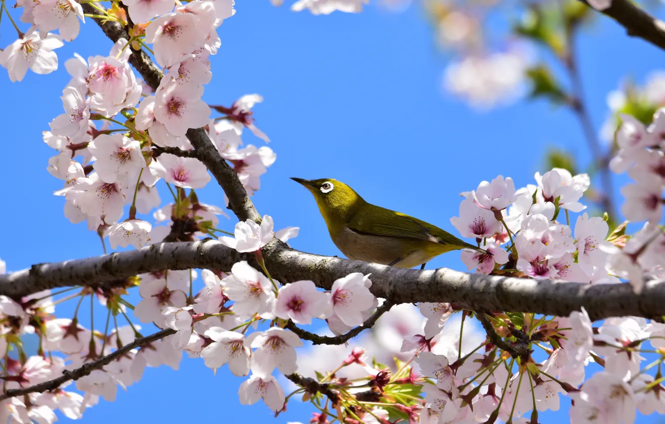 Фото обои небо, ветки, природа, вишня, весна, птичка, цветение, японская белоглазка