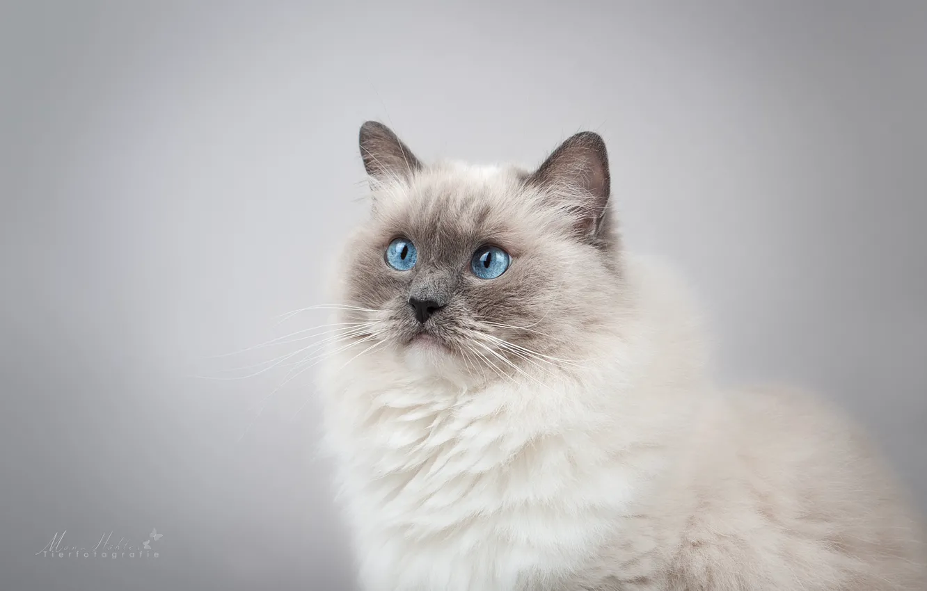 Фото обои кошка, взгляд, фон, портрет, мордочка, голубые глаза, фотосессия, Рэгдолл