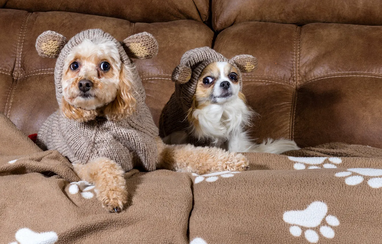Фото обои собаки, взгляд, диван, одежда, пудель, чихуахуа