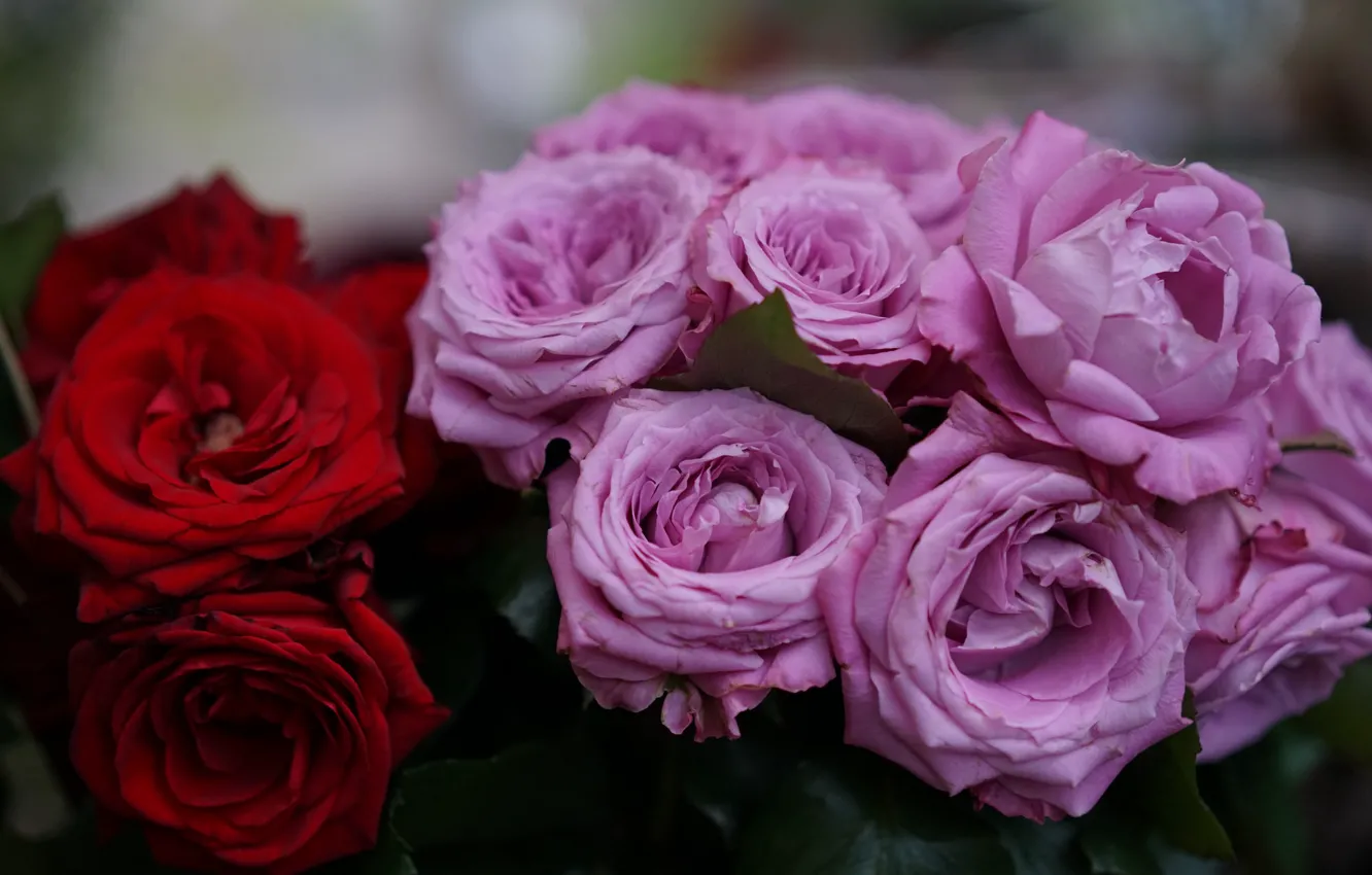 Фото обои цветы, розы, букет, бутоны