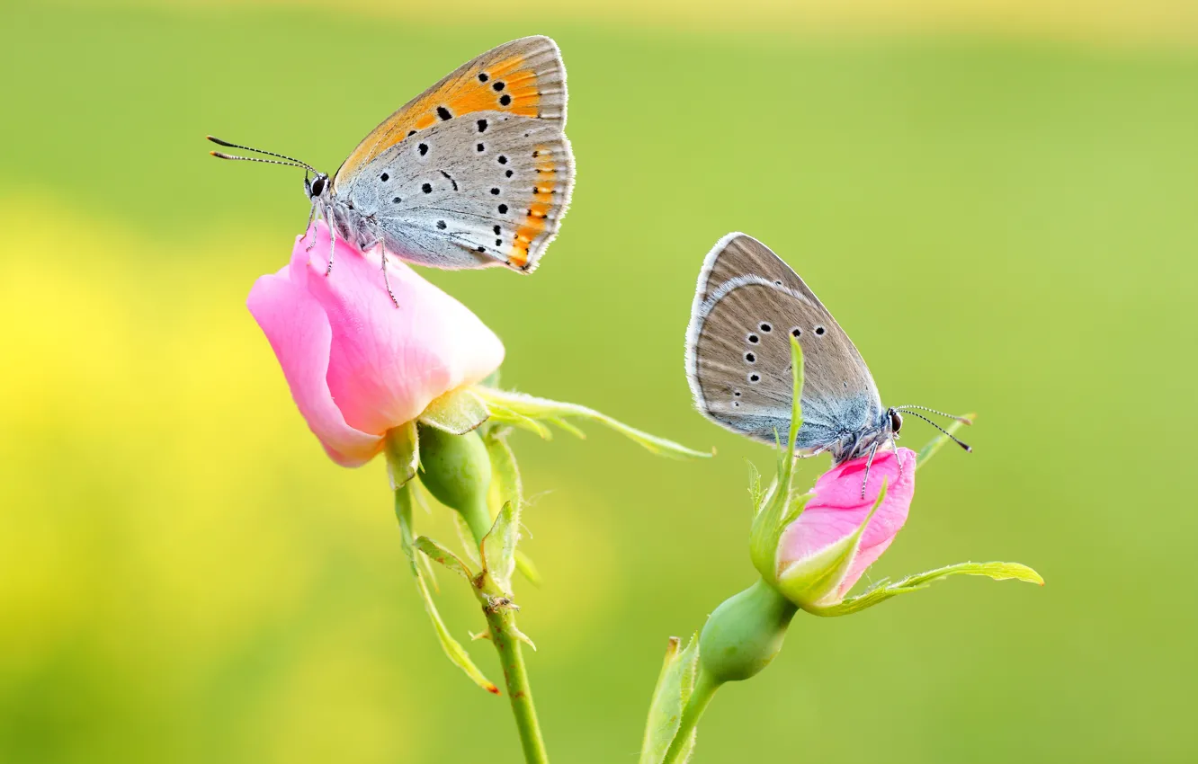 Фото обои макро, бабочки, цветы, насекомые, зеленый, фон, бабочка, две