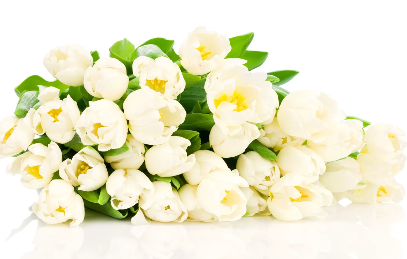 Фото обои цветы, тюльпаны, белые тюльпаны