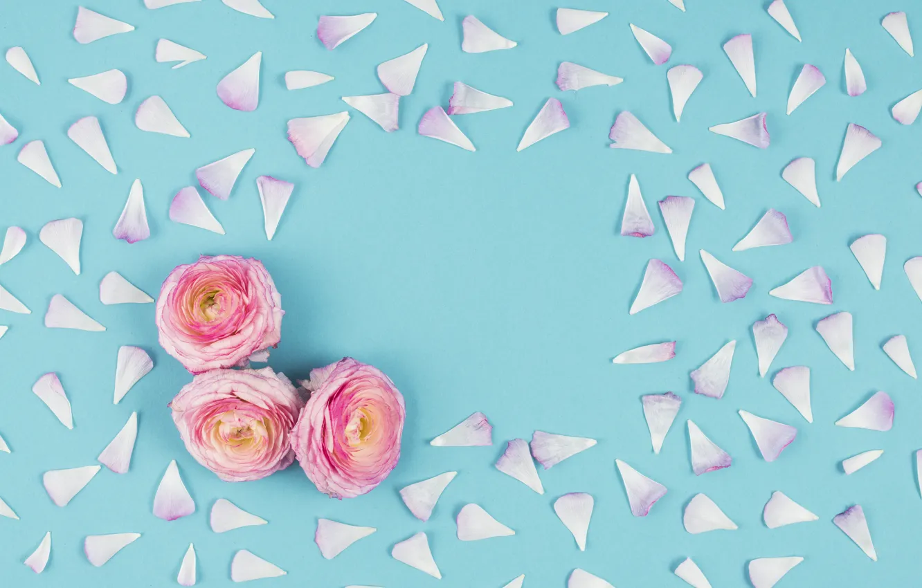 Фото обои цветы, фон, голубой, Pink, лепестки, розовые, бутоны, flowers
