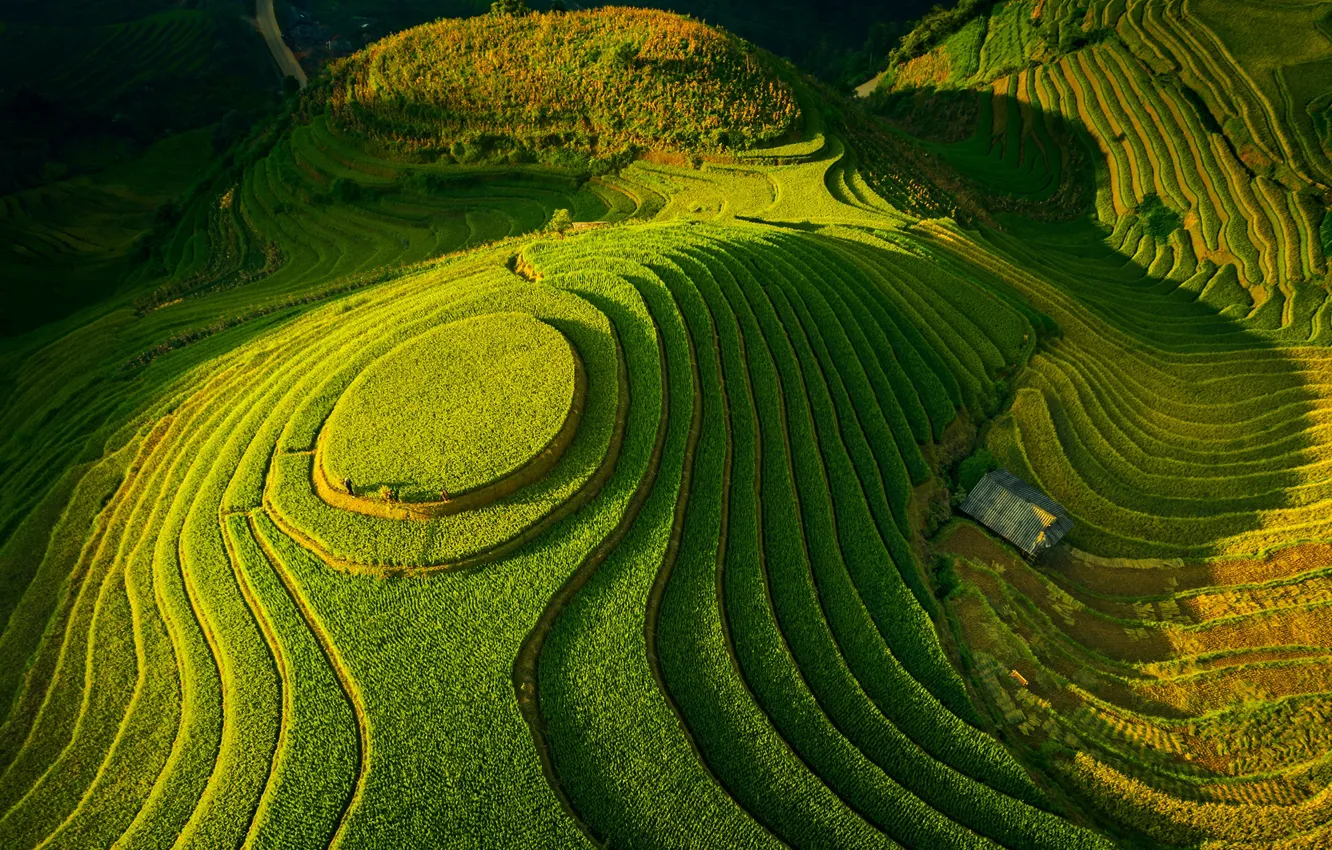 Фото обои зелень, поля, долина, террасы, fields, valley, greens, Tuấn Vũ