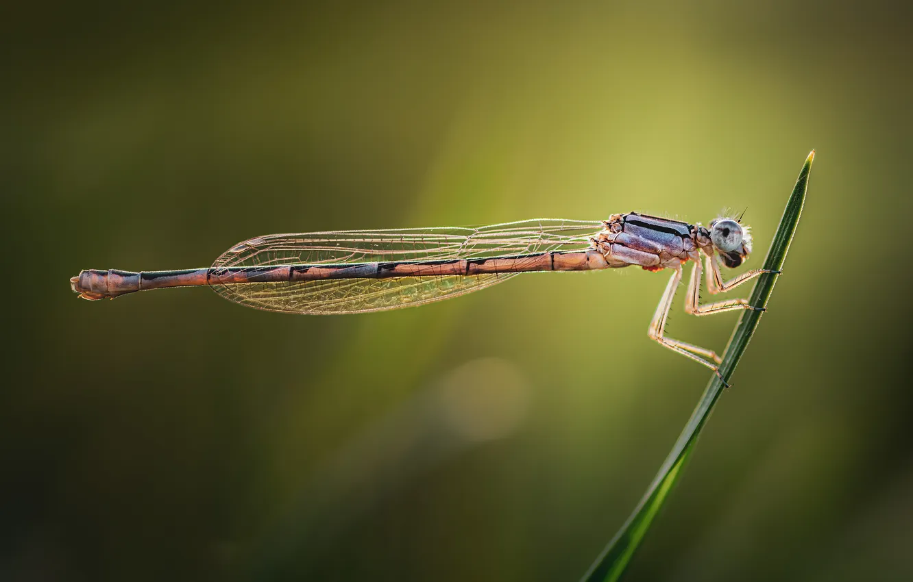 Фото обои wings, dragonfly, insect