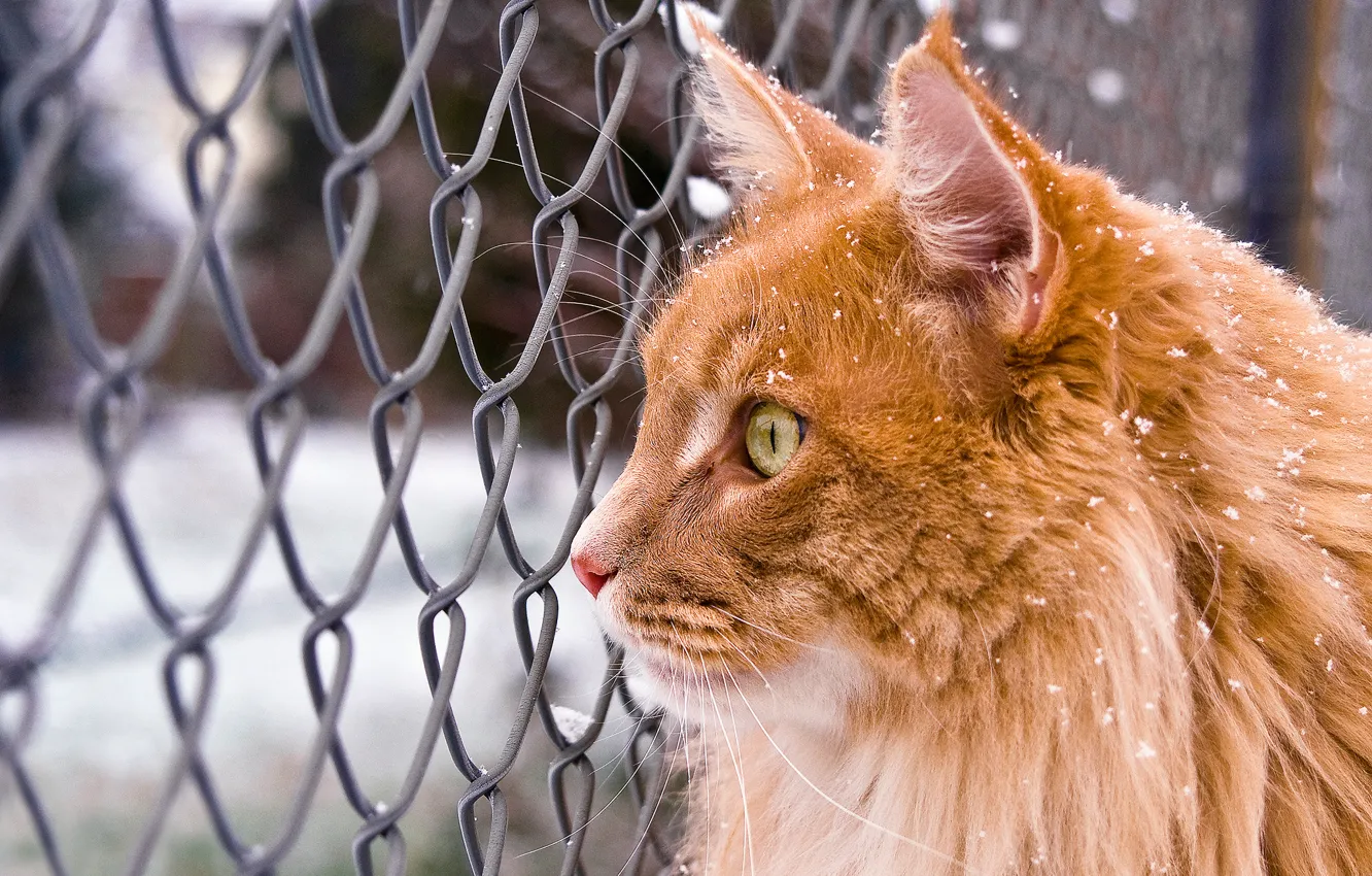 Фото обои зима, кошка, кот, взгляд, снег, сетка, рыжий, Мейн-кун