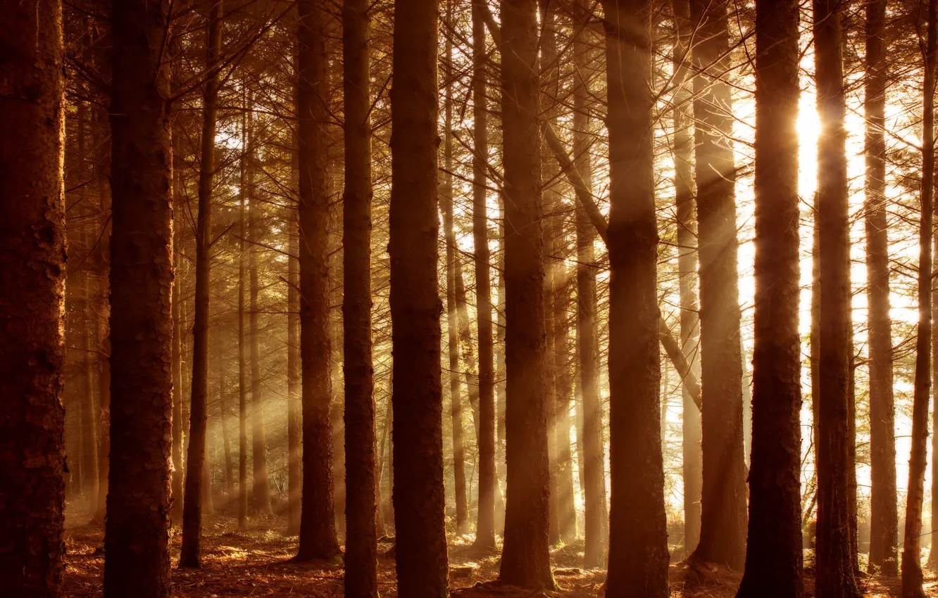 Фото обои осень, лес, солнце, лучи, свет, деревья, ветки, яркий