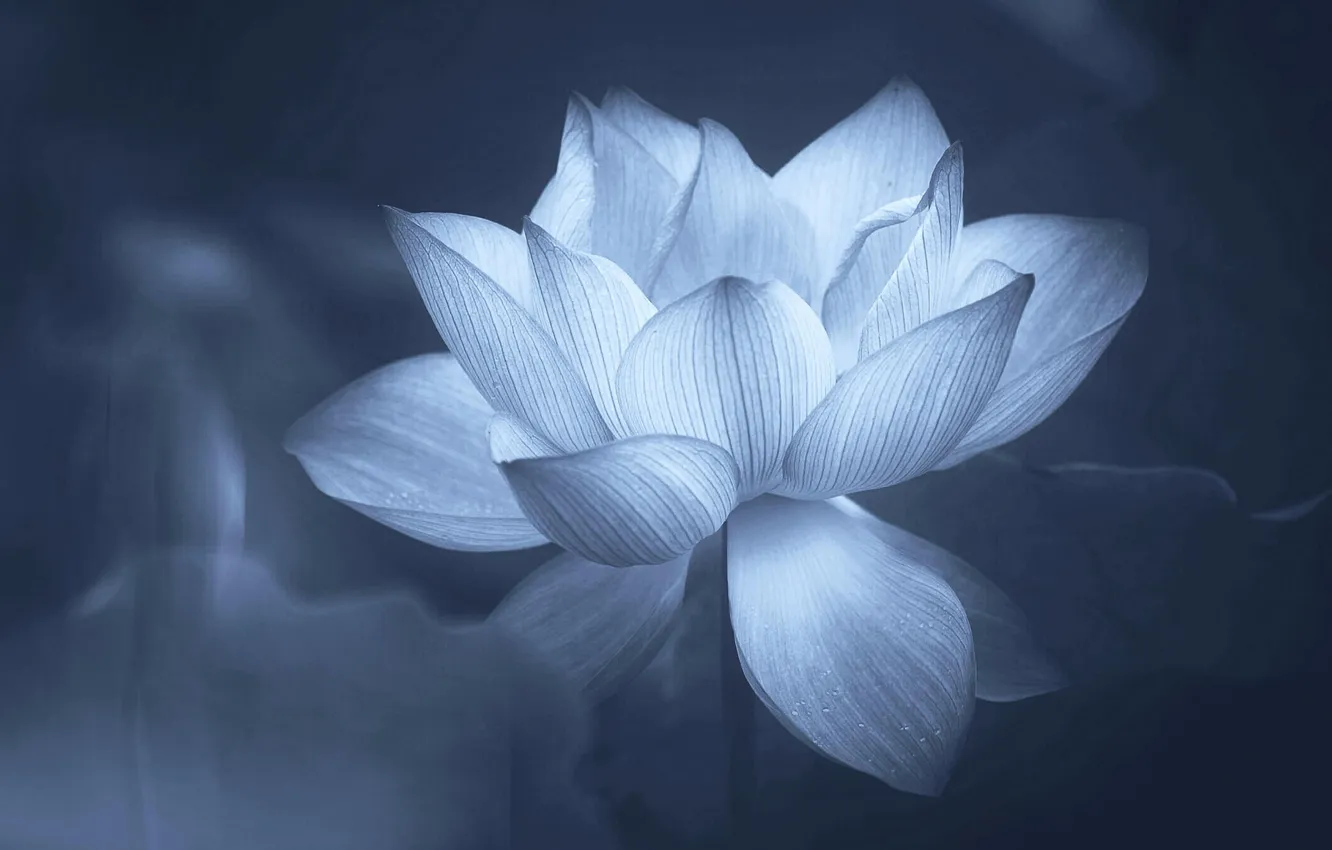 Фото обои Lotus, flower, photography, Monochrome