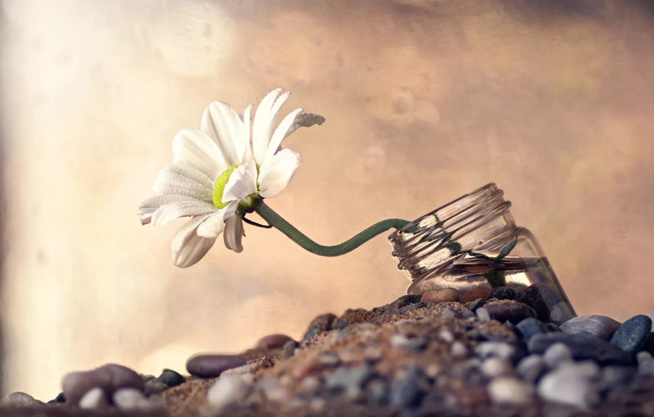 Фото обои цветок, макро, камни, ромашка, баночка