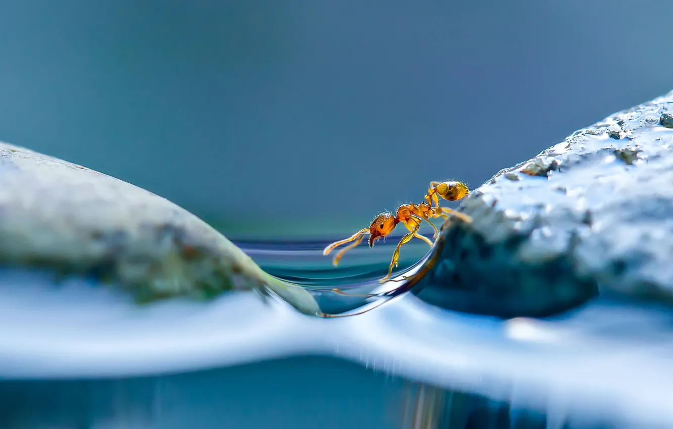 Фото обои вода, макро, муравей, островки