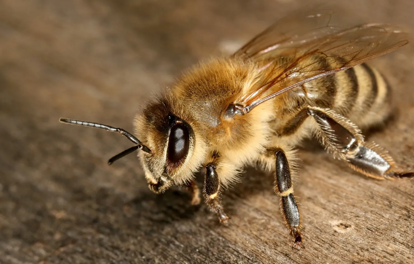 Фото обои макро, пчела, насекомое