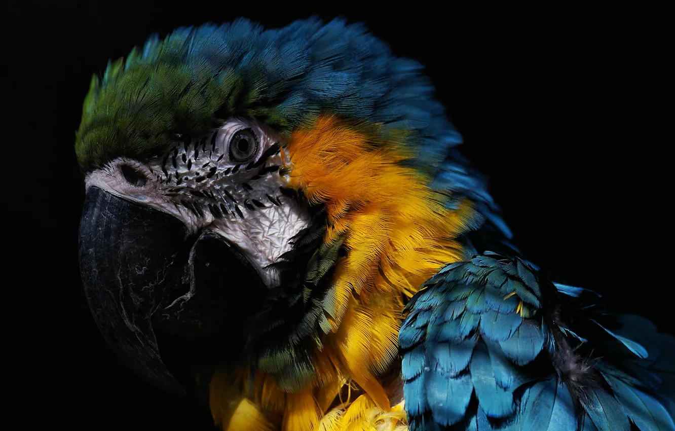 Фото обои попугай, the beautiful, macaw