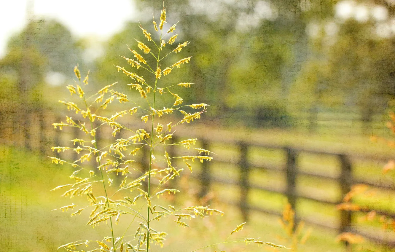 Фото обои трава, макро, стиль, забор