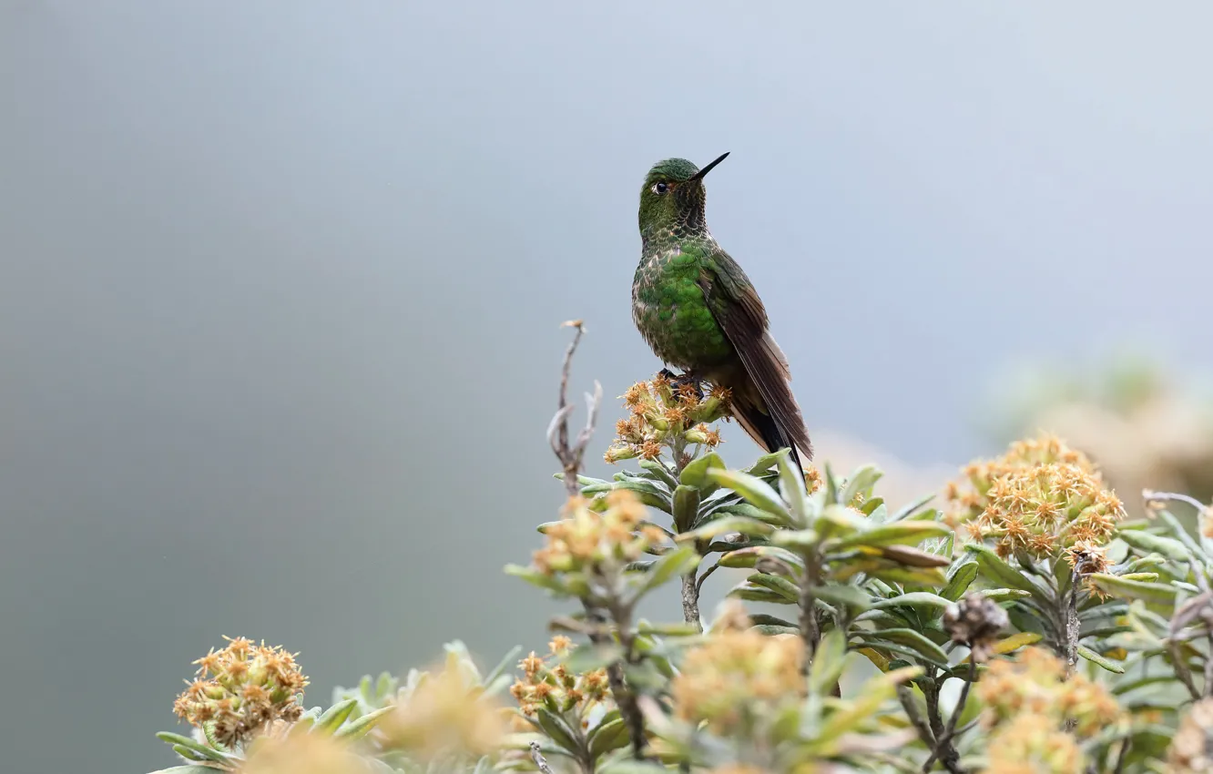 Фото обои природа, птица, Зелёная металлура