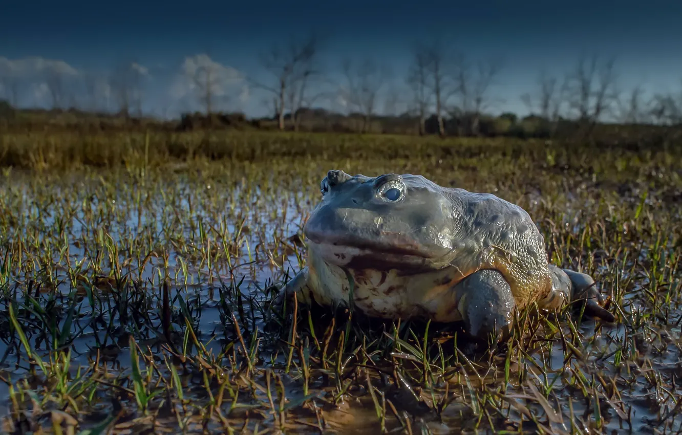 Фото обои природа, болото, жаба