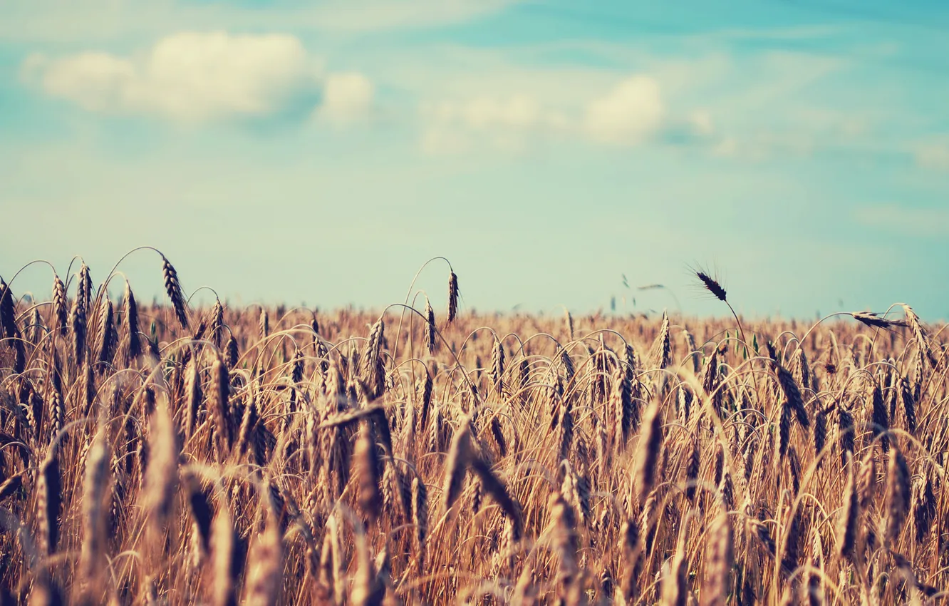 Фото обои пшеница, поле, лето, небо, природа, колосья