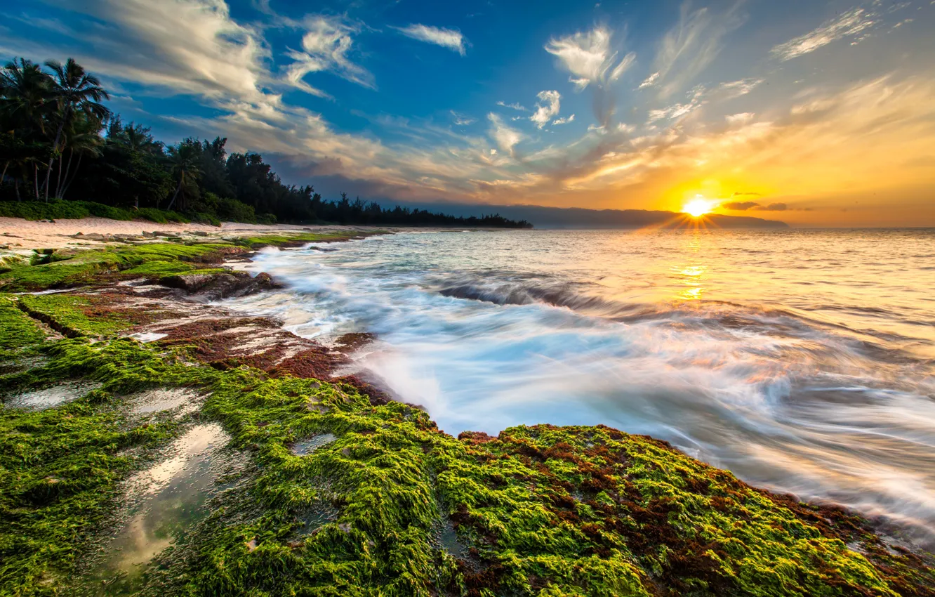 Фото обои море, солнце, тропики, пальмы, рассвет, побережье, горизонт, Гавайи