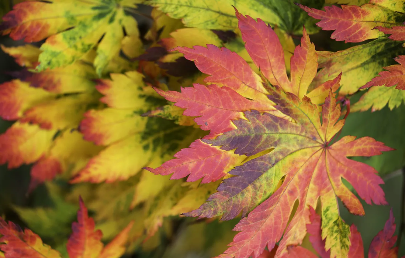 Фото обои осень, листья, макро, багрянец