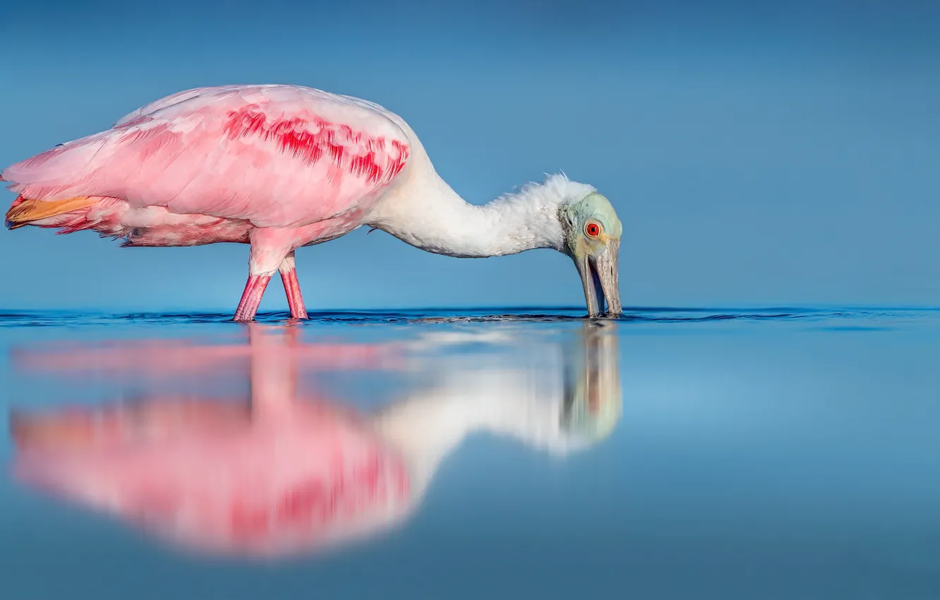 Фото обои природа, птица, Roseate Spoonbill