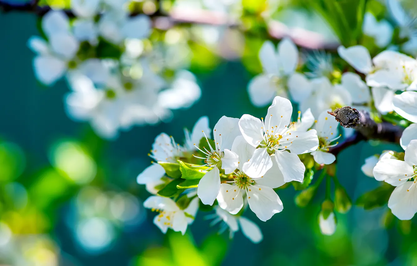Фото обои дерево, ветка, весна, солнечно, яблоня, цветение, цветки