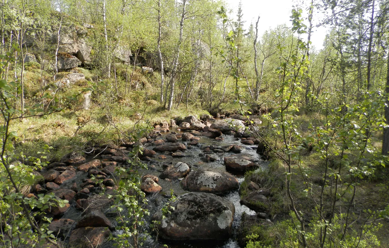 Фото обои лес, вода, ручей, камни