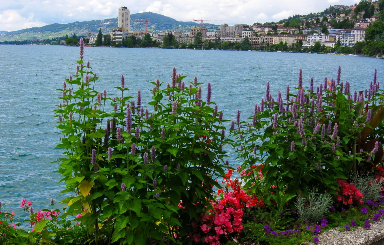 Фото обои цветы, город, озеро, Швейцария, набережная, Женева, Geneva