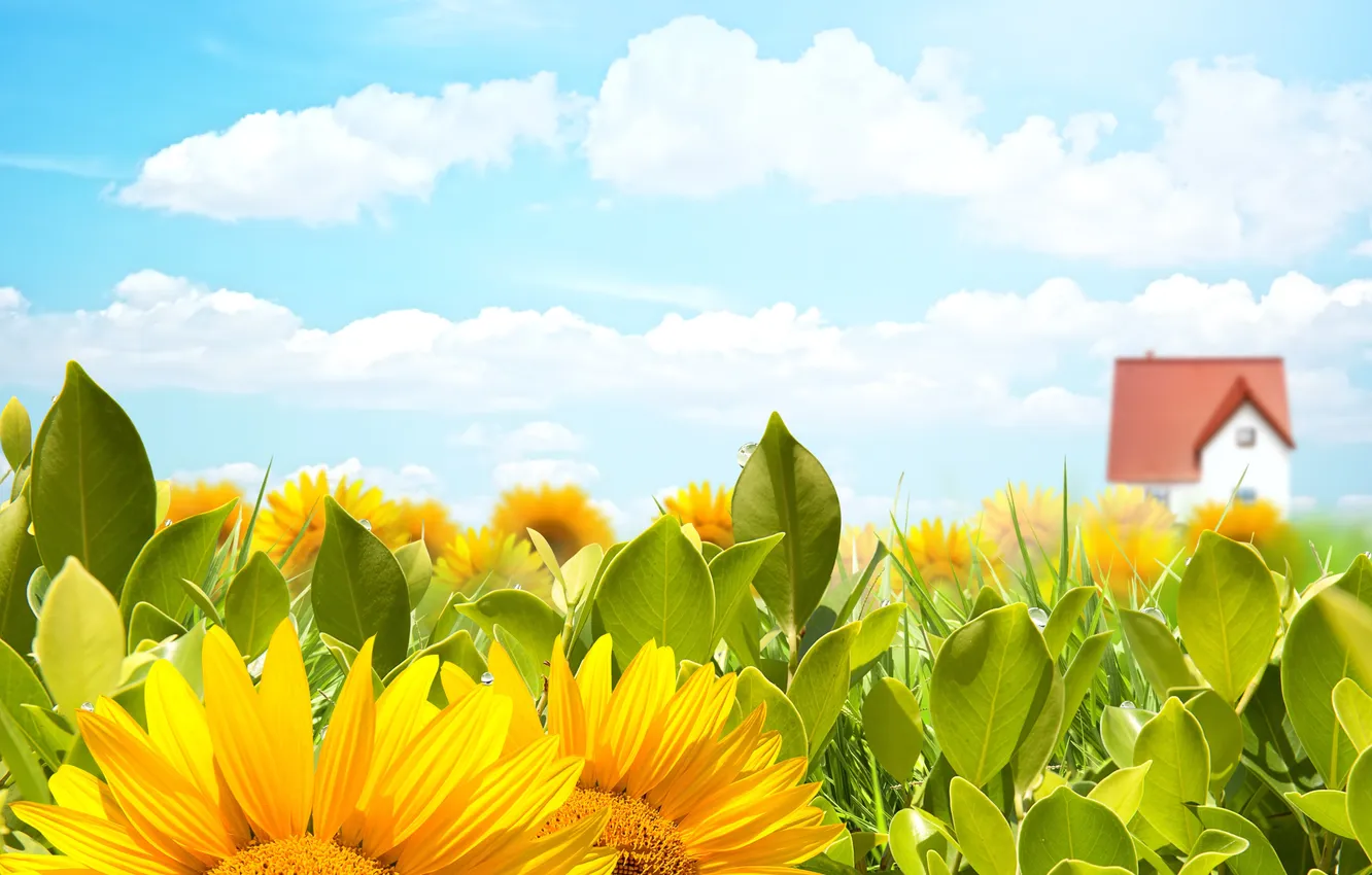 Фото обои поле, небо, солнце, облака, цветы, жёлтый, подсолнух, домик