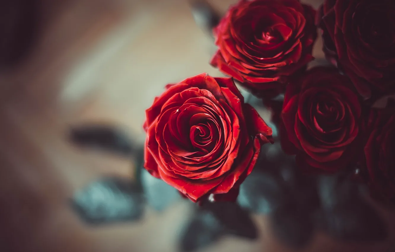 Фото обои цветы, розы, красные