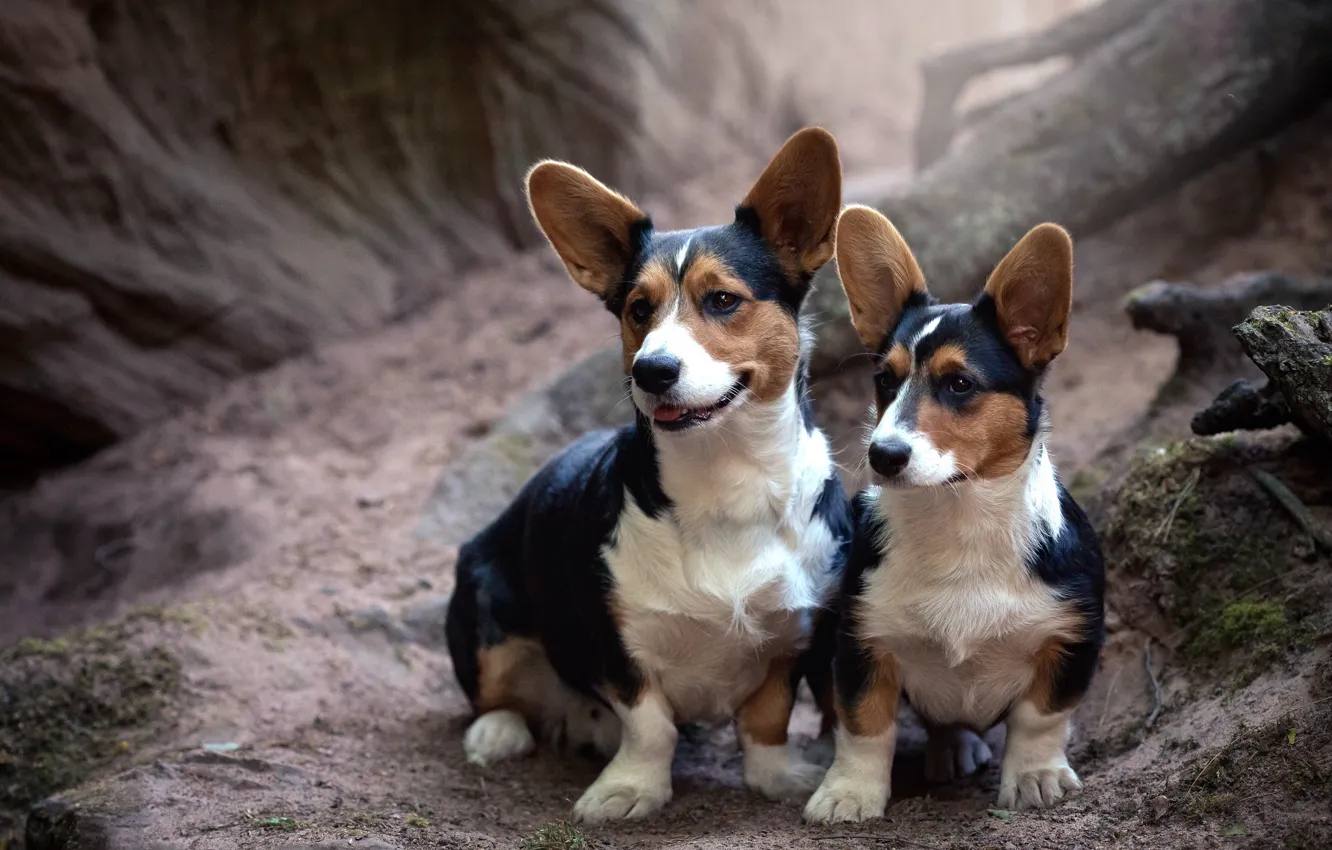 Фото обои природа, собака, корги