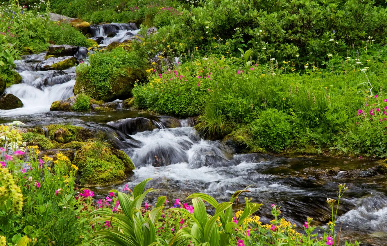 Фото обои зелень, трава, цветы, ручей, камни, мох, США, кусты