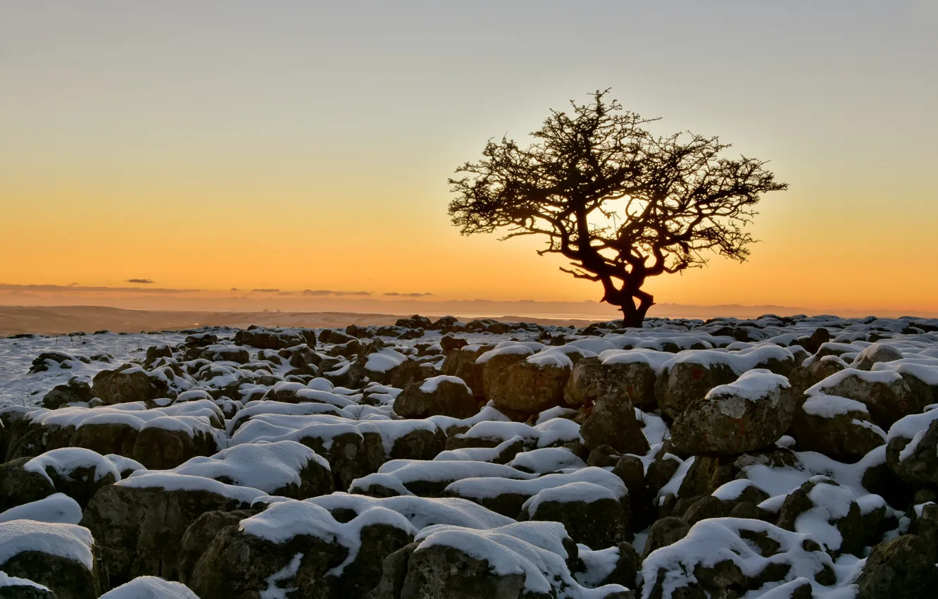 Фото обои небо, снег, закат, камни, дерево, Англия, North Yorkshire, Twisleton Scar