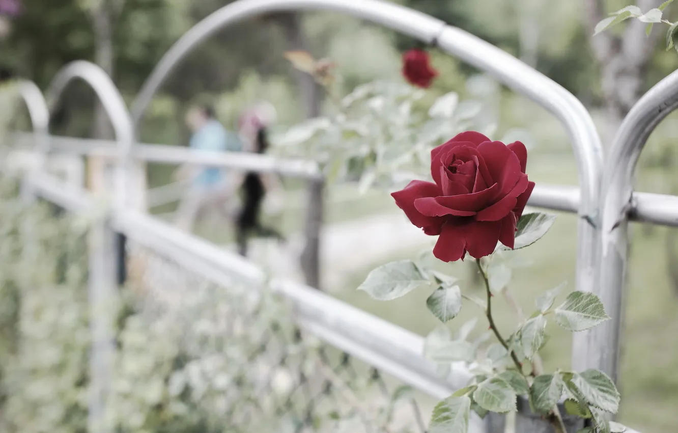 Фото обои цветок, забор, роза