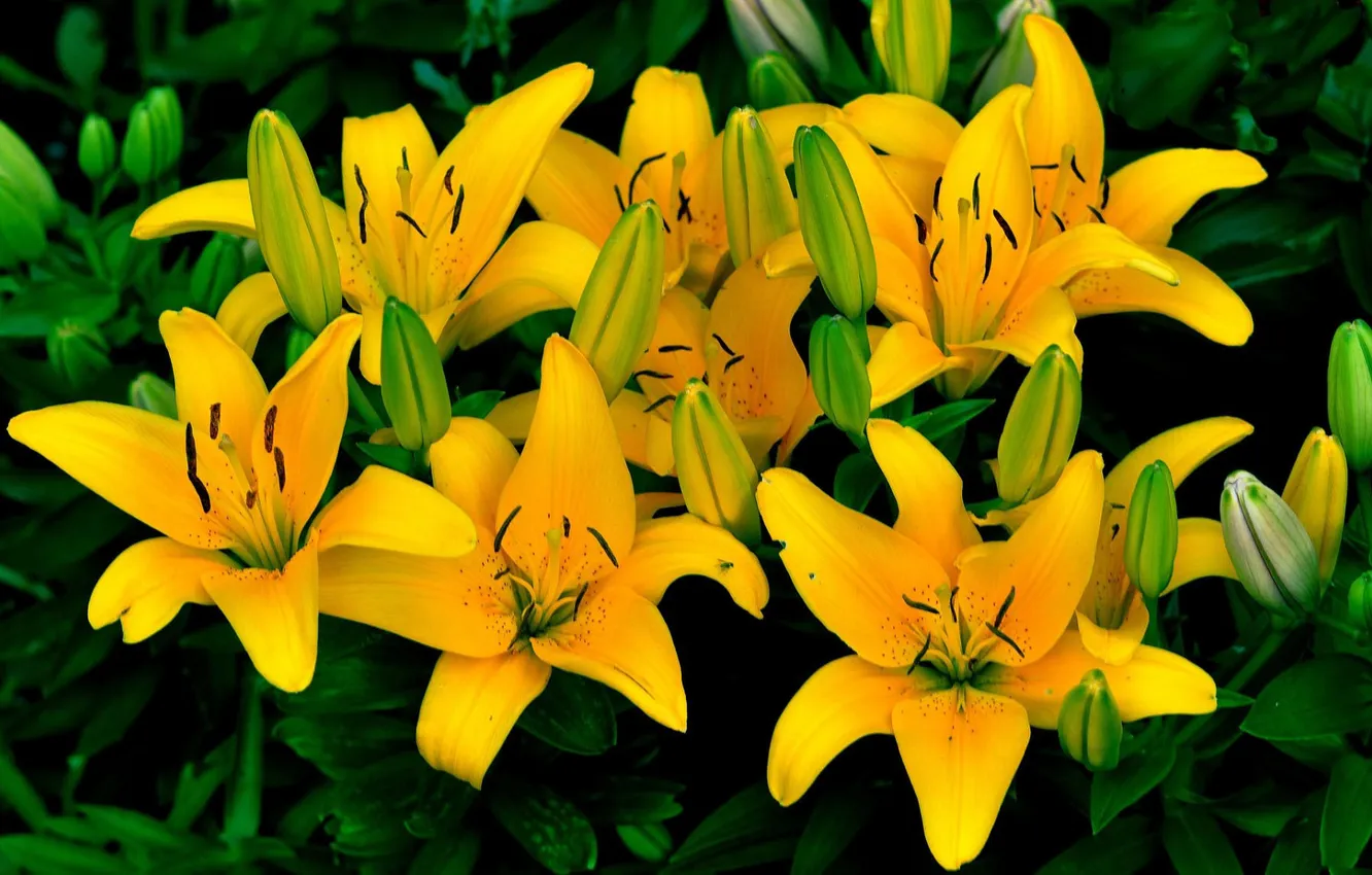 Фото обои лилии, тычинки, бутоны, жёлтые